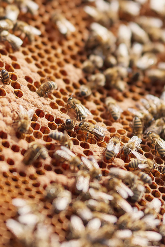 Naturprojekt: Bienenstöcke