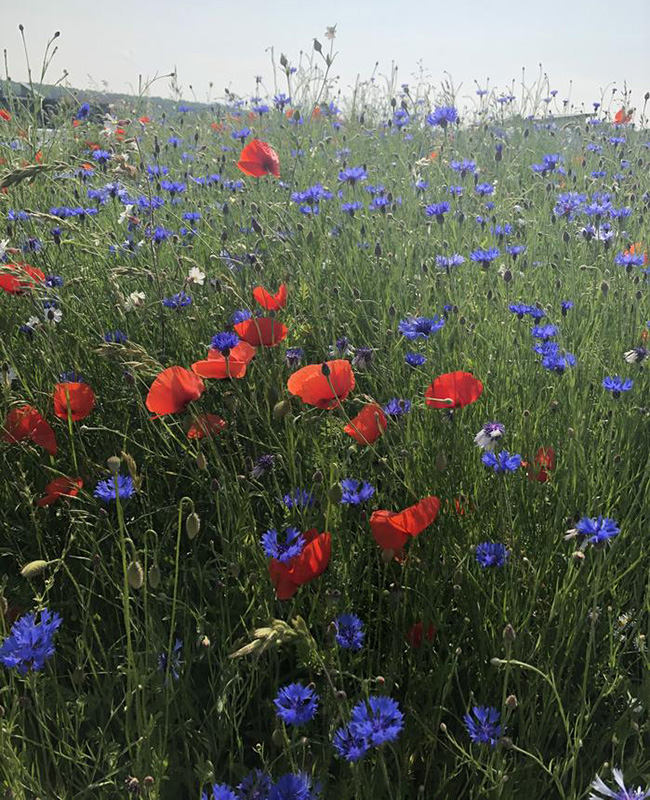 Naturprojekt: Wildblumenwiese