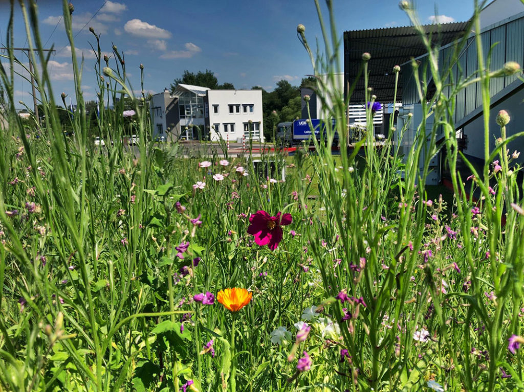 Naturprojekt: Wildblumenwiese für Insekten aller Art